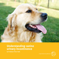 Understanding canine urinary incontinence