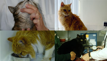 The Elderly Cat: all you ever wanted to know!