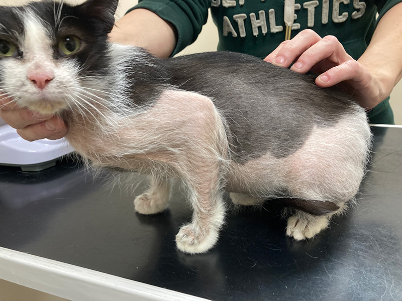 Head to tail feline CPD for practitioners: Course 5 - The skin and musculoskeletal system  