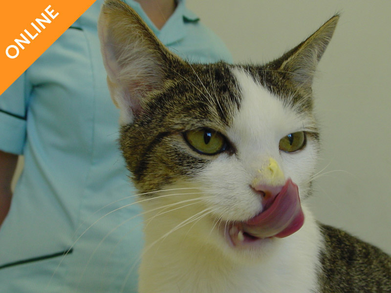 Compliance-to-medications-challenges-and-solutions