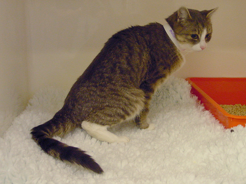 Head to tail feline CPD for practitioners: Course 4 - The Urinary Tract  