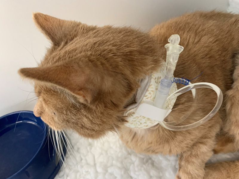Feline Interactive: live, online, case and discussion based CPD for general practitioners (May 2022)