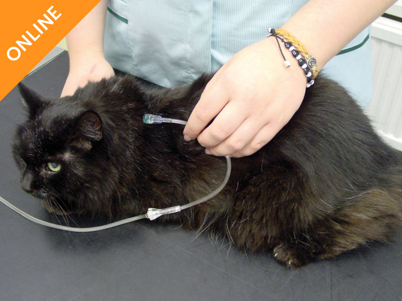 Feline Kidney Disease Distance Learning Module