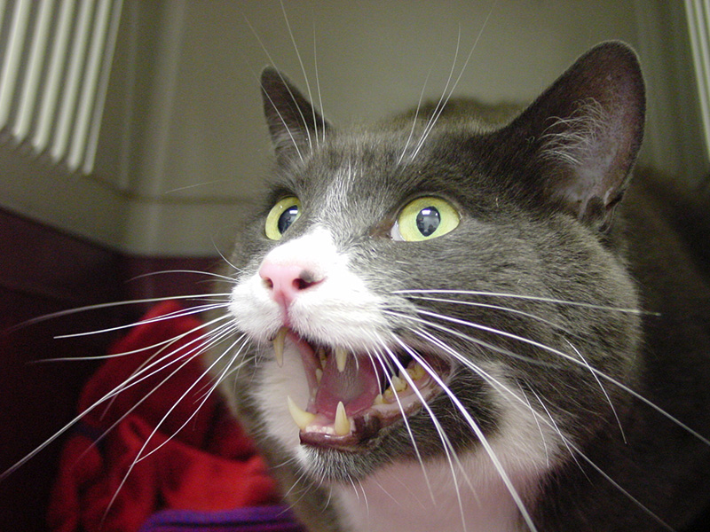 Head to tail feline CPD for practitioners: Course 2 - The Thorax  