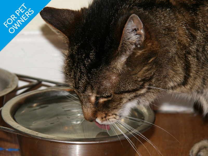 How Long Can A Cat Live With One Kidney How Long Can A Cat Live With One Kidney