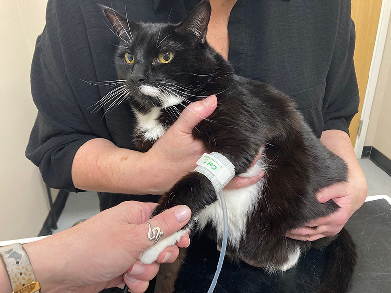 Practical decision making in feline medicine and oncology  