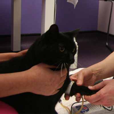 Specialist feline clinics