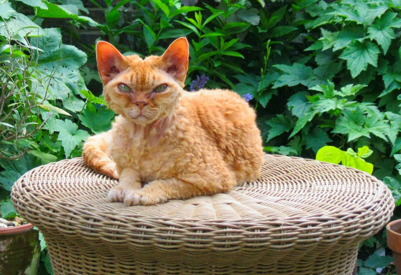 Elderly Cat Photo Competition